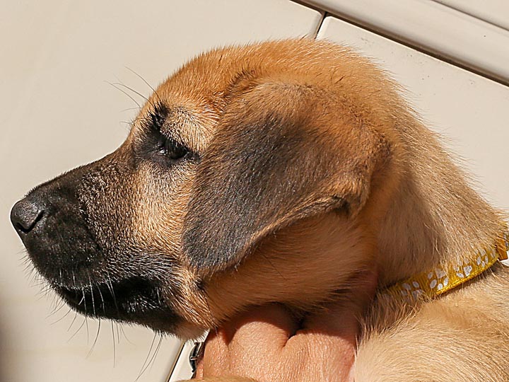 chinook puppy